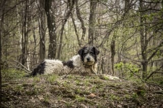 ciobănescul românesc mioritic