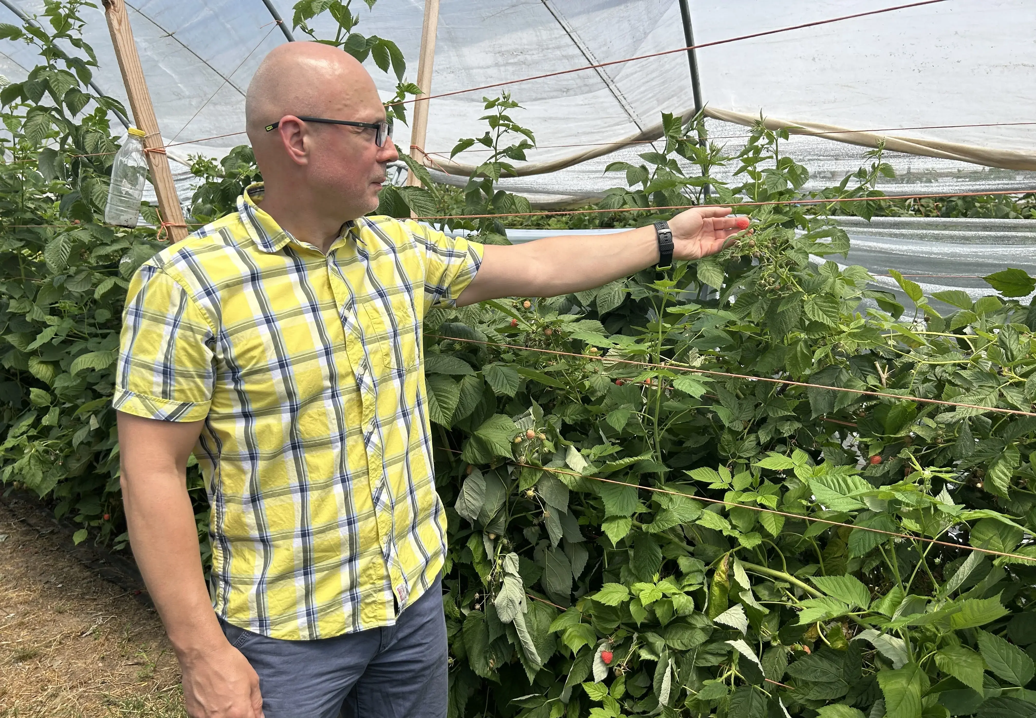 Și-a dat demisia din corporație pentru a cultiva zmeură românească la Sintești, Timiș. Valentin Verzea: „Într-o zi putem livra o tonă”