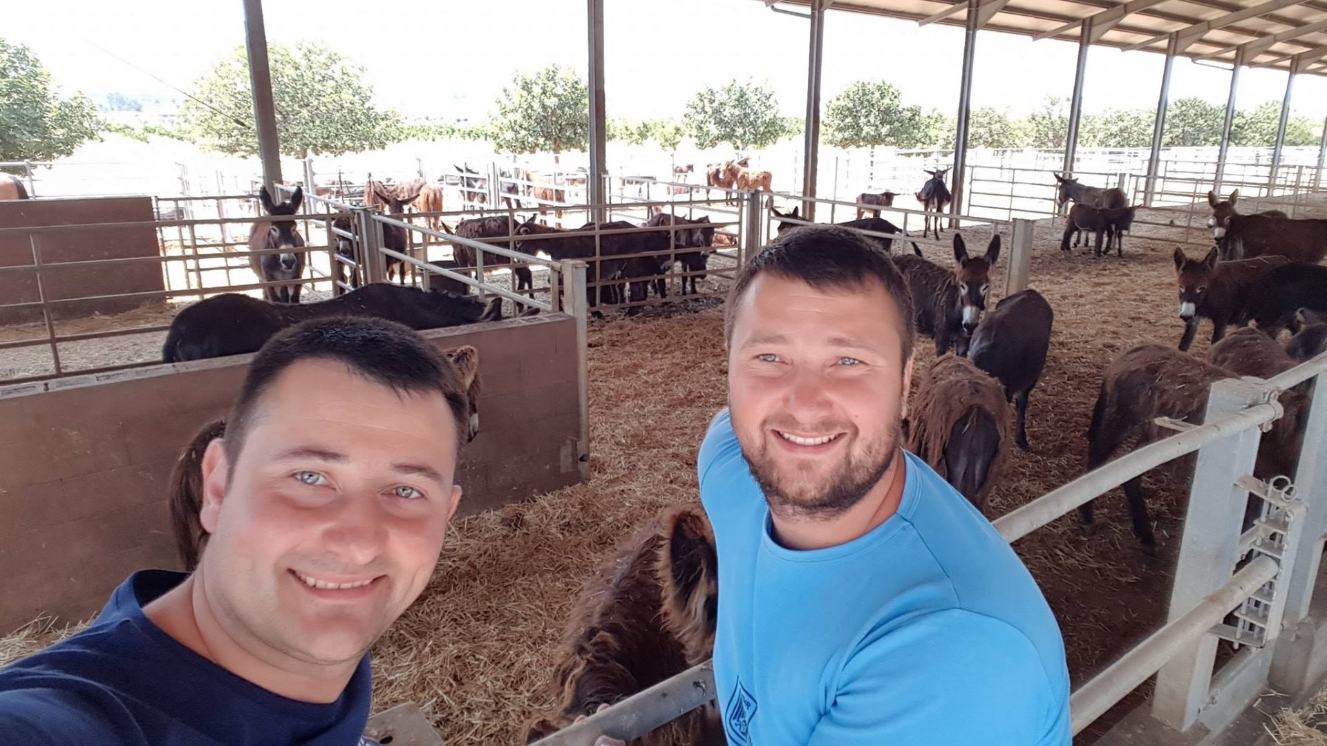 Ferma măgăriţelor, afacerea apărută după o analiză de 24 de ore. Cum reuşesc 2 fraţi din Bihor să vândă un litru de lapte cu 140 de lei