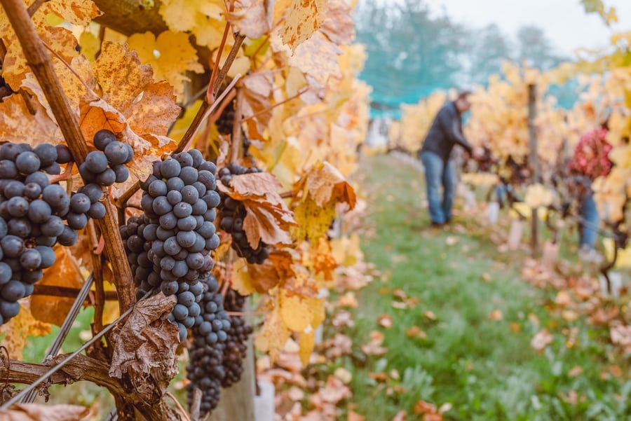 românia destinație pentru turismul vinicol în Europa