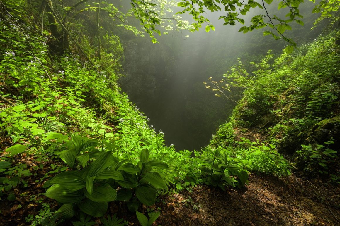 România Sălbatică