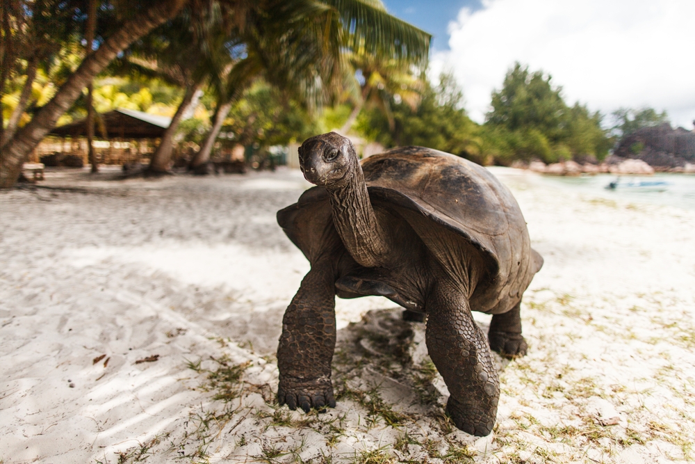 Seychelles