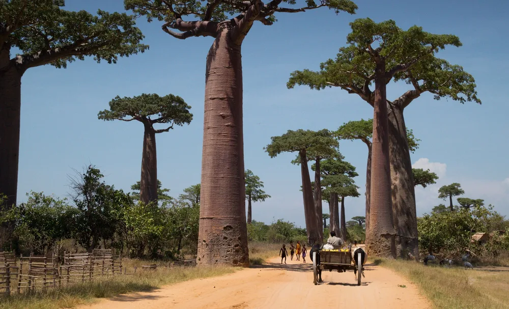 Viața în Madagascar