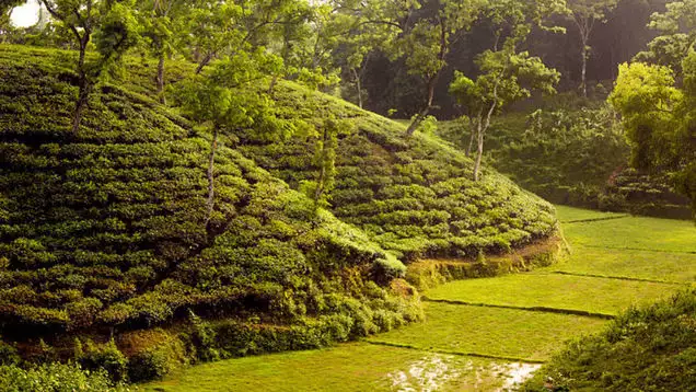 Grădinile de ceai din Sylhet