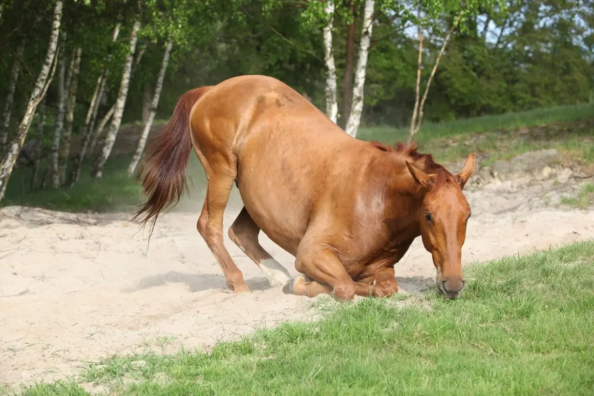 Animalele pot simți cutremurele