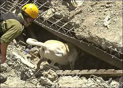Animalele pot simți cutremurele