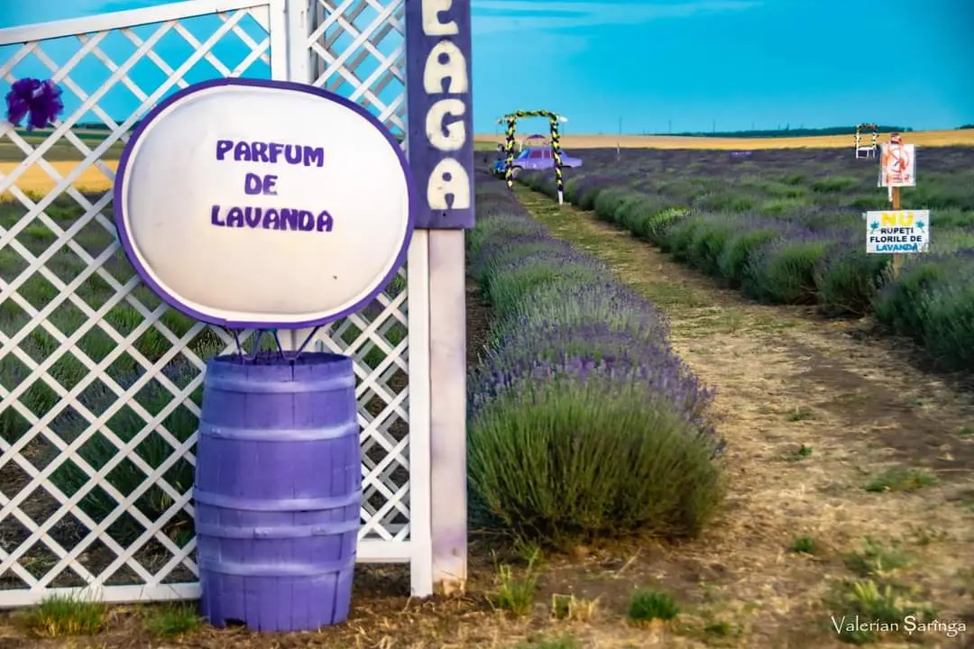 Parfum de Lavandă