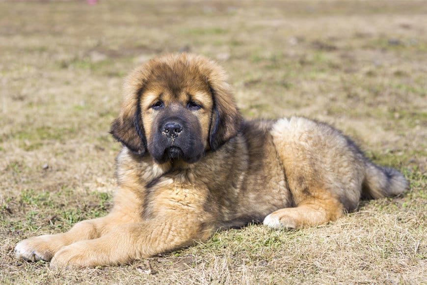 Cele mai scumpe rase de câini mastiff tibetan