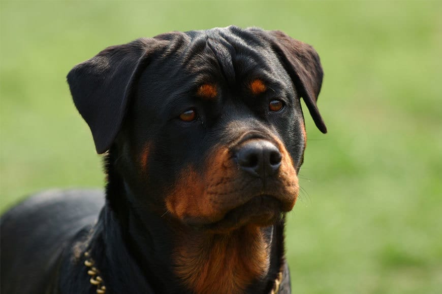 Cele mai scumpe rase de câini Rottweiler