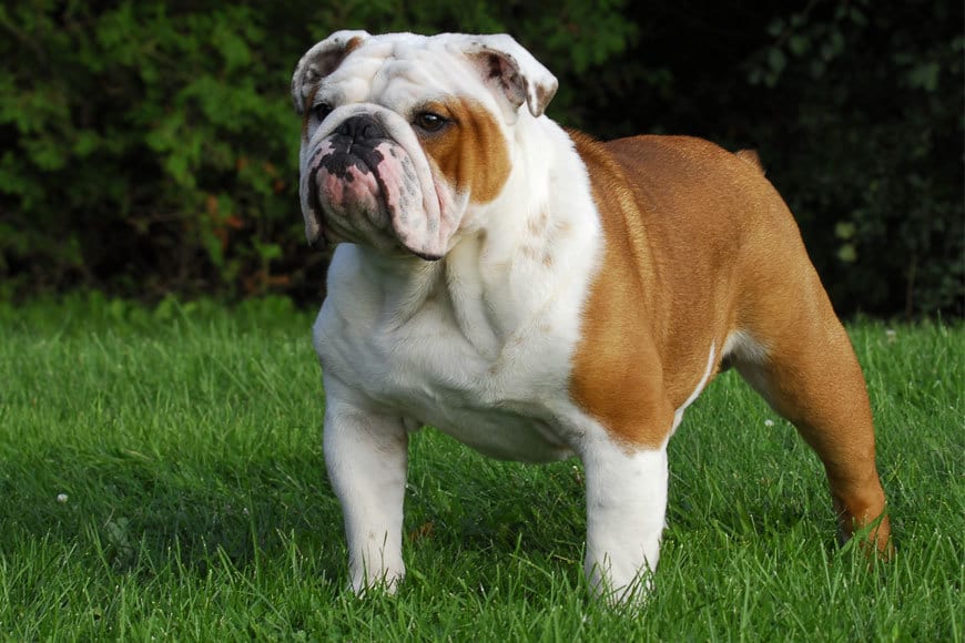 Cele mai scumpe rase de câini bulldog englez