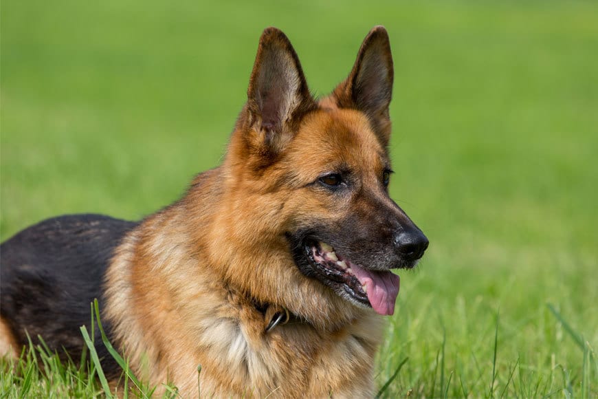 Cele mai scumpe rase de câini ciobanesc german