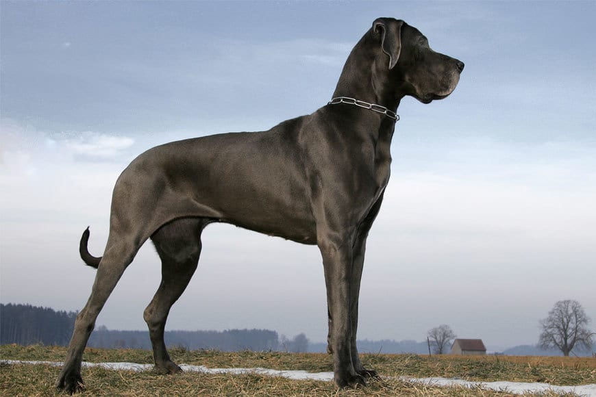 Cele mai scumpe rase de câini dog german
